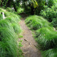 Carex Divulsa Grow Organic