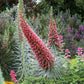 Echium Wildpretii Grow Organic