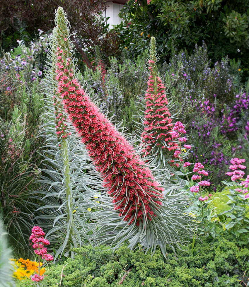 Echium Wildpretii Grow Organic