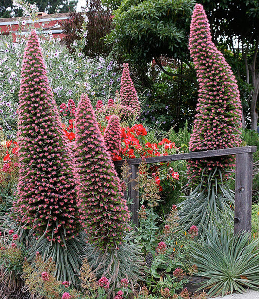 Echium Wildpretii Grow Organic