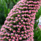 Echium Wildpretii Grow Organic