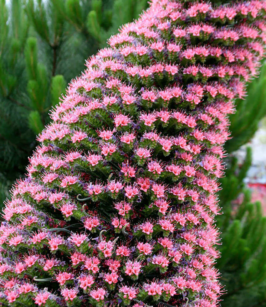 Echium Wildpretii Grow Organic
