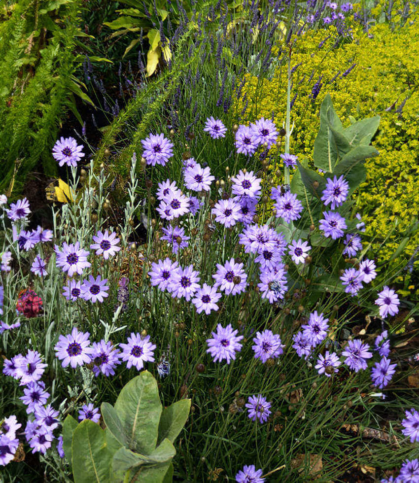 Catananche Caerulea Grow Organic