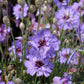 Catananche Caerulea Grow Organic