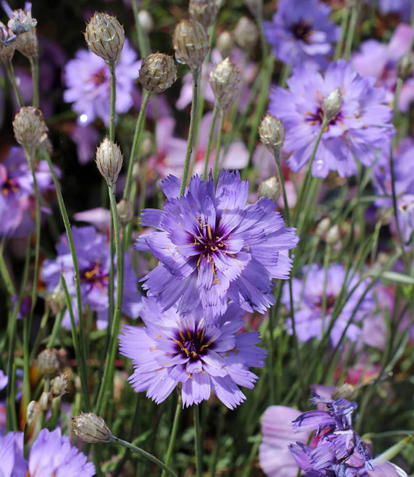 Catananche Caerulea Grow Organic
