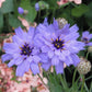 Catananche Caerulea Grow Organic