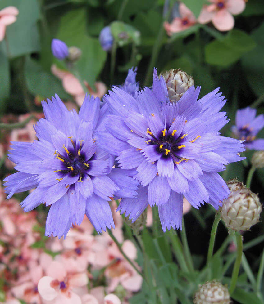 Catananche Caerulea Grow Organic