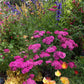Achillea Millefolium - Rosa Maria Grow Organic