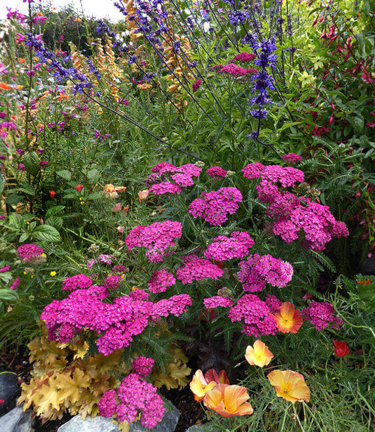 Achillea Millefolium - Rosa Maria Grow Organic