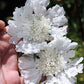 Scabiosa Caucasica - Perfecta Alba Grow Organic