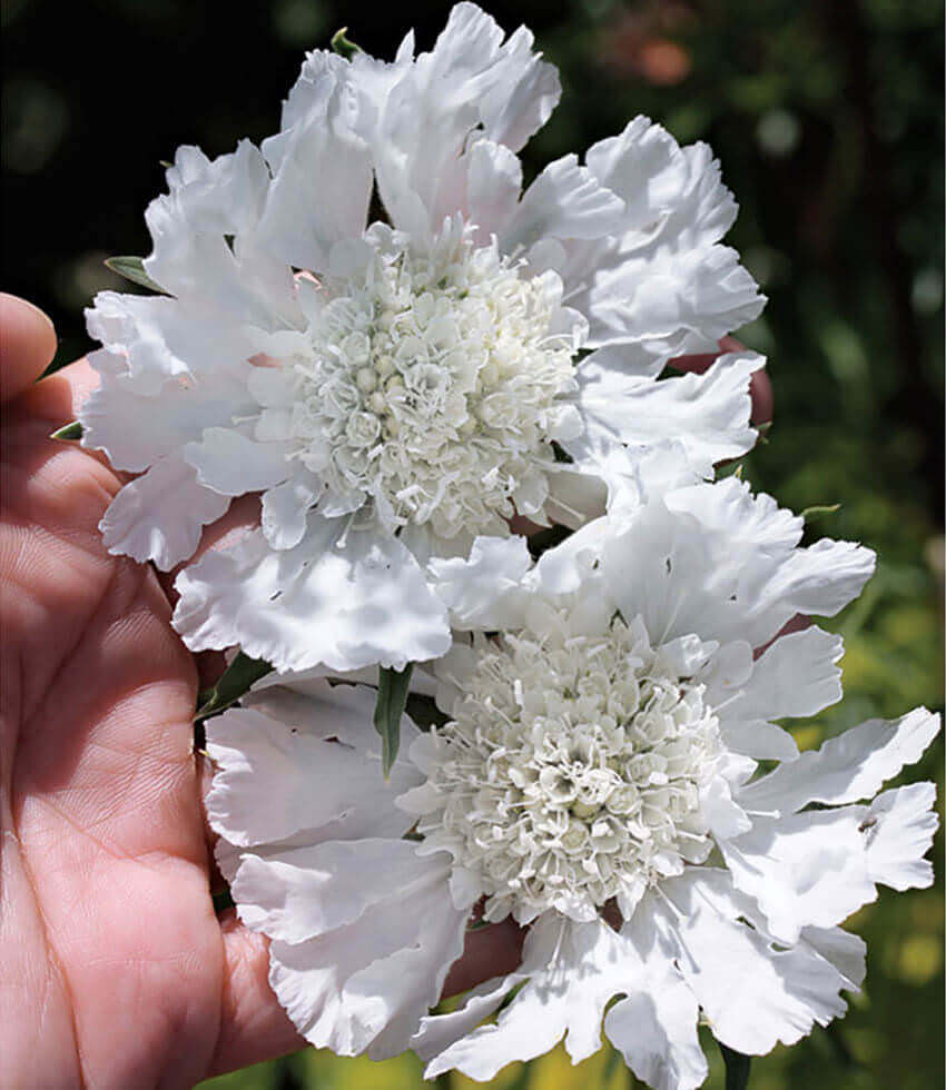 Scabiosa Caucasica - Perfecta Alba Grow Organic
