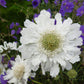 Scabiosa Caucasica - Perfecta Alba Grow Organic