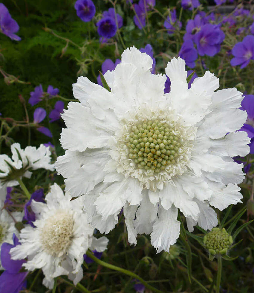 Scabiosa Caucasica - Perfecta Alba Grow Organic