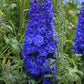 Delphinium Elatum - Cobalt Dreams Grow Organic