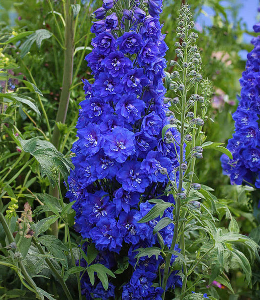 Delphinium Elatum - Cobalt Dreams Grow Organic