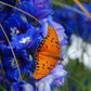 Delphinium Elatum - Cobalt Dreams Grow Organic
