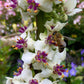 Verbascum Chaixii - Wedding Candles Grow Organic