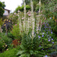 Verbascum Chaixii - Wedding Candles Grow Organic