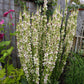 Verbascum Chaixii - Wedding Candles Grow Organic
