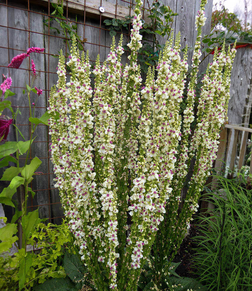 Verbascum Chaixii - Wedding Candles Grow Organic