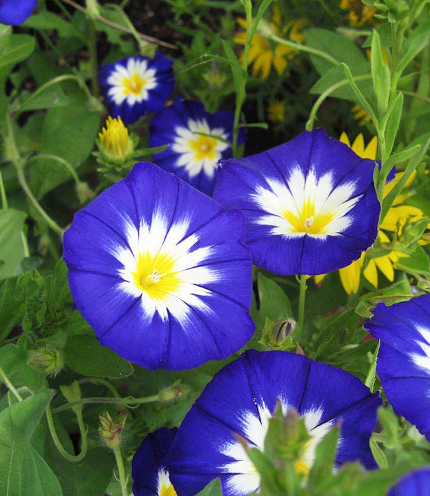Convolvulus Tricolor - Blue Ensign Grow Organic