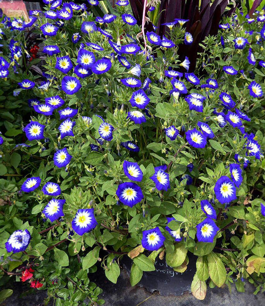 Convolvulus Tricolor - Blue Ensign Grow Organic