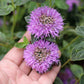 Monardella Villosa - Russian River Grow Organic