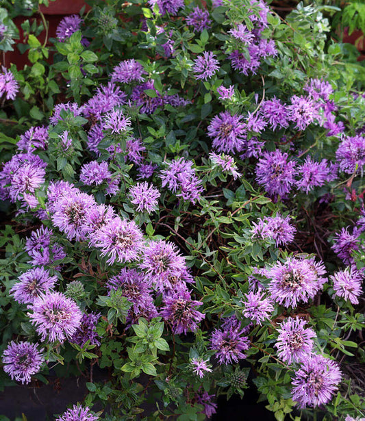 Monardella Villosa - Russian River Grow Organic
