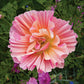 Eschscholzia Californica - Rose Chiffon Grow Organic