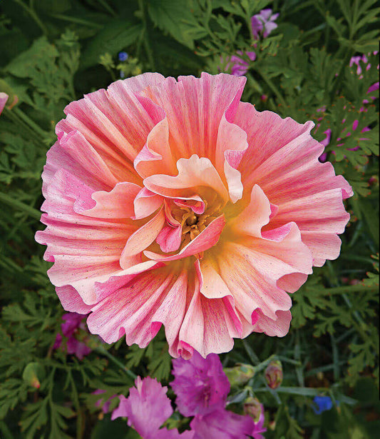 Eschscholzia Californica - Rose Chiffon Grow Organic