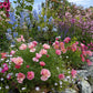 Eschscholzia Californica - Rose Chiffon Grow Organic