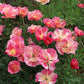 Eschscholzia Californica - Rose Chiffon Grow Organic