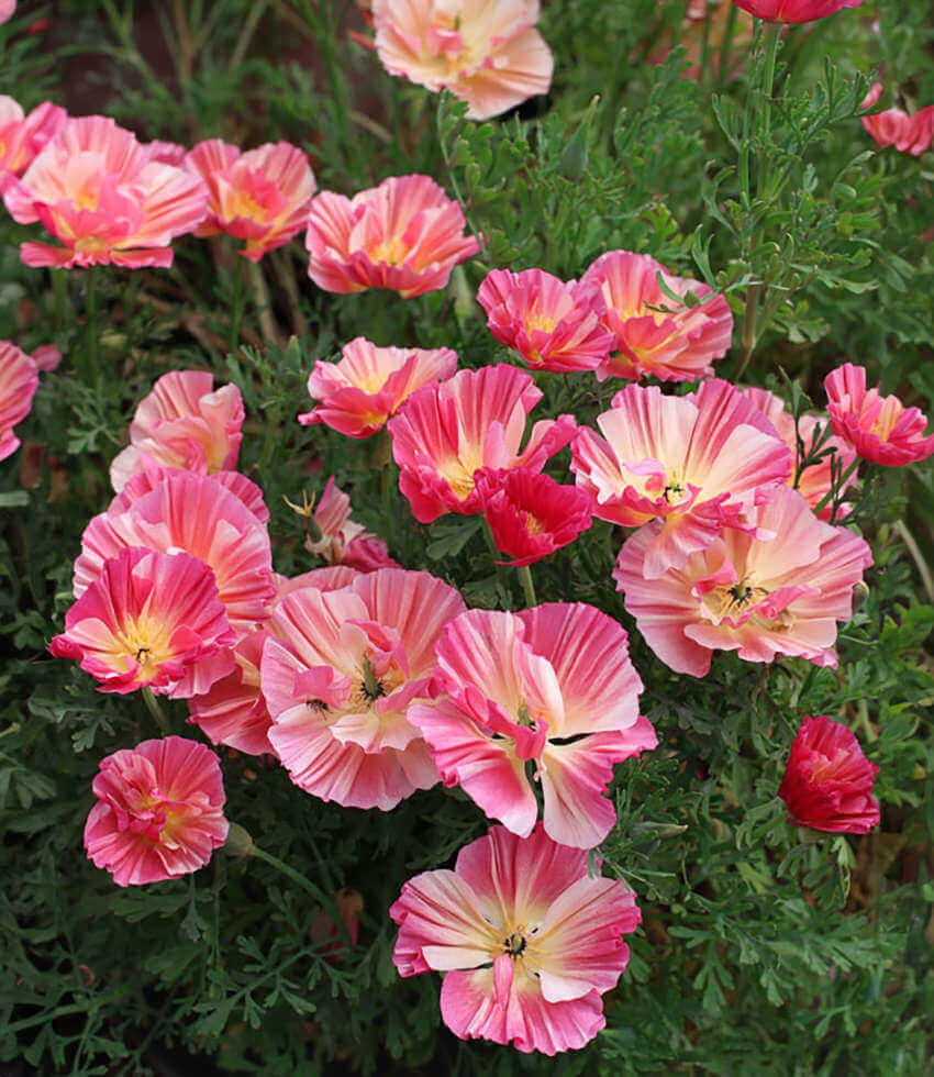 Eschscholzia Californica - Rose Chiffon Grow Organic