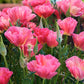 Eschscholzia Californica - Rose Chiffon Grow Organic
