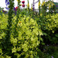 Nicotiana Alata - Lime Green Grow Organic