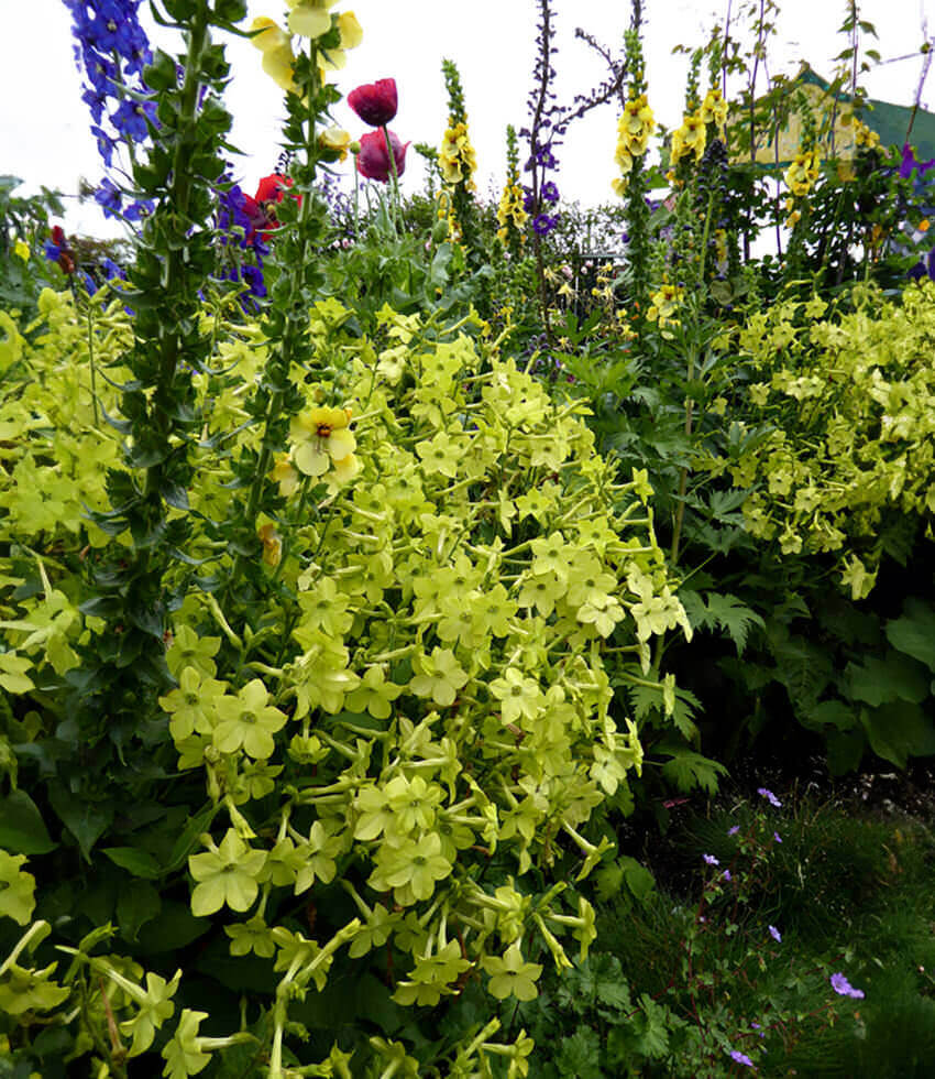 Nicotiana Alata - Lime Green Grow Organic