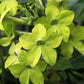 Nicotiana Alata - Lime Green Grow Organic