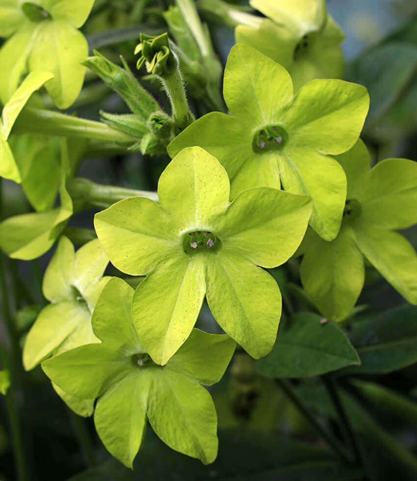 Nicotiana Alata - Lime Green Grow Organic