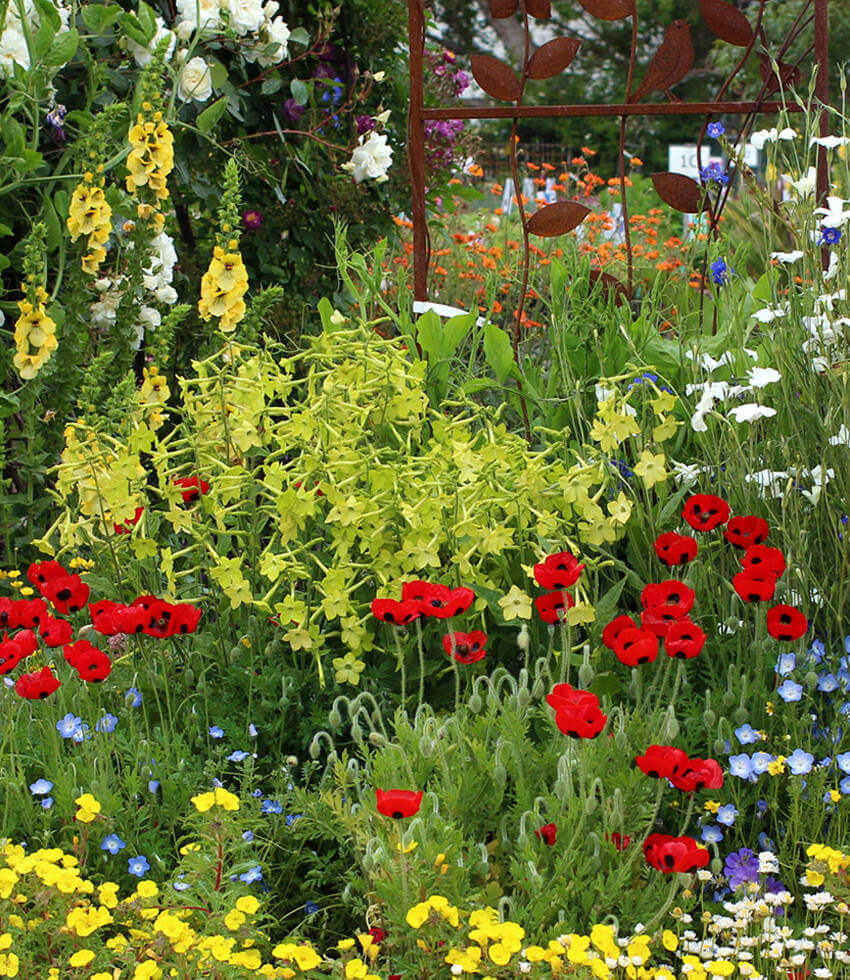 Nicotiana Alata - Lime Green Grow Organic