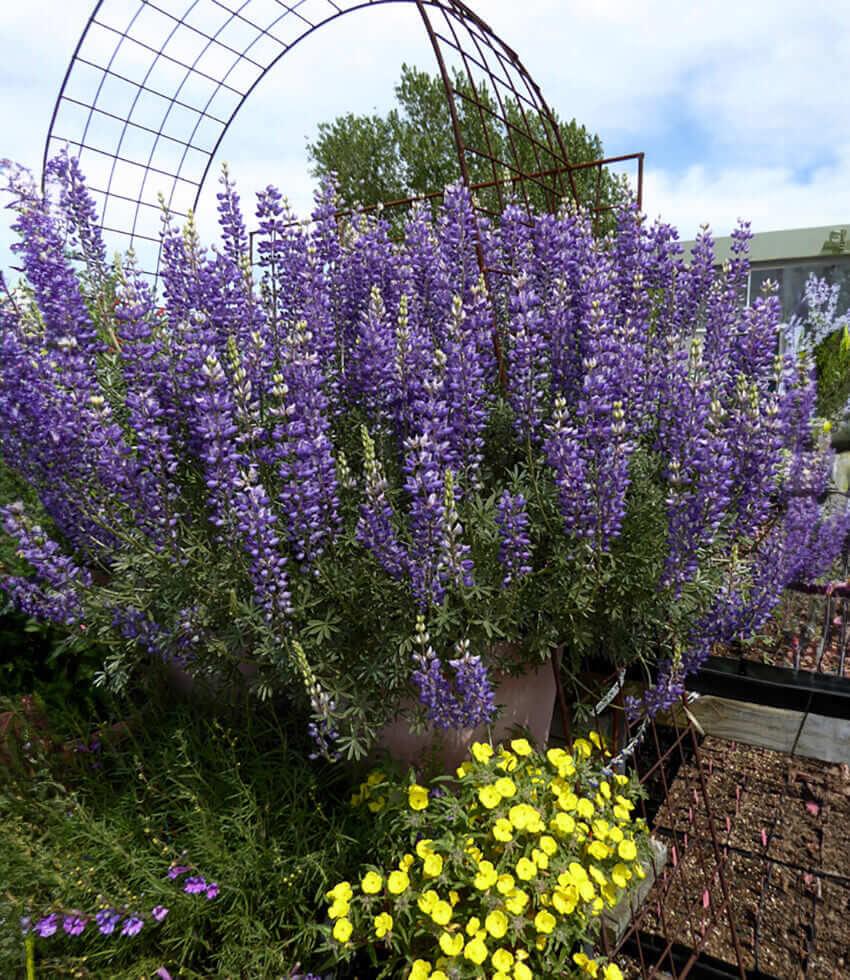 Lupinus Albifrons Curious Flora