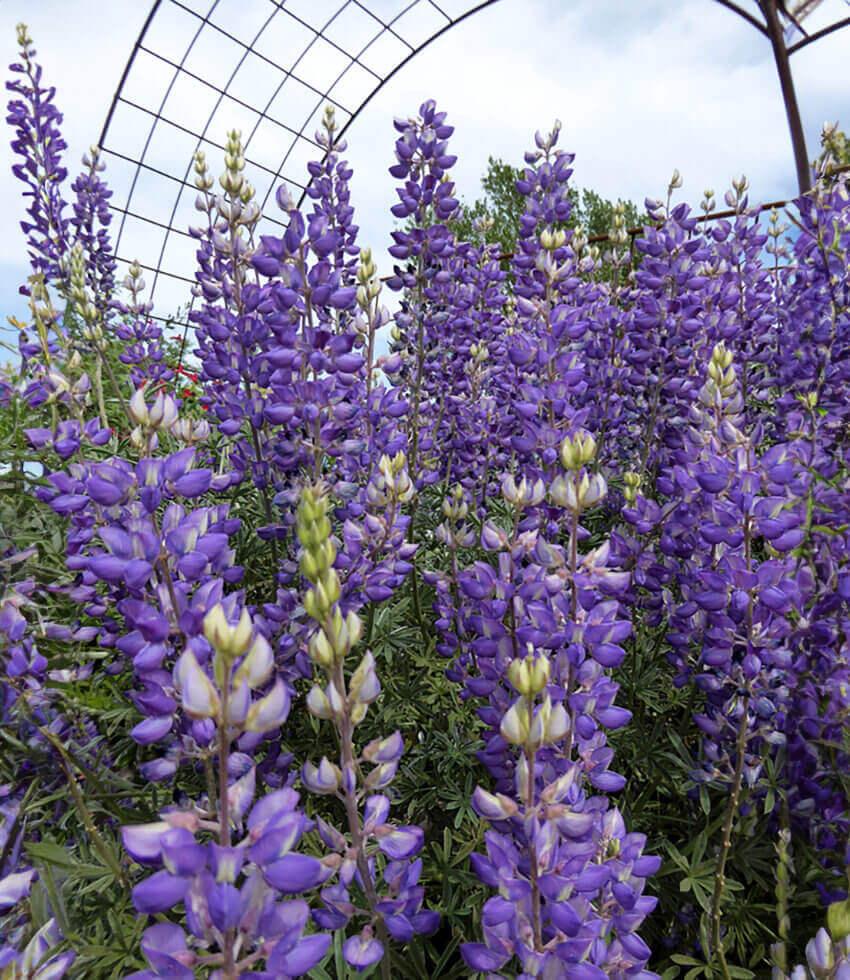 Lupinus Albifrons Curious Flora