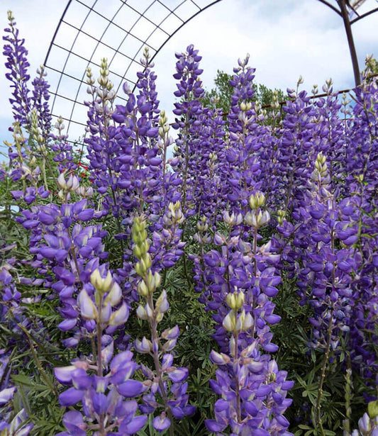 Lupinus Albifrons Curious Flora