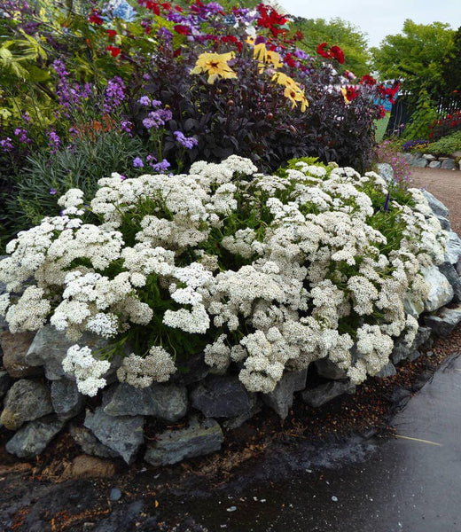 Achillea Millefolium - Sonoma Coast – Grow Organic