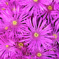Lampranthus Sp. - Pink Kaboom Annie's Annuals