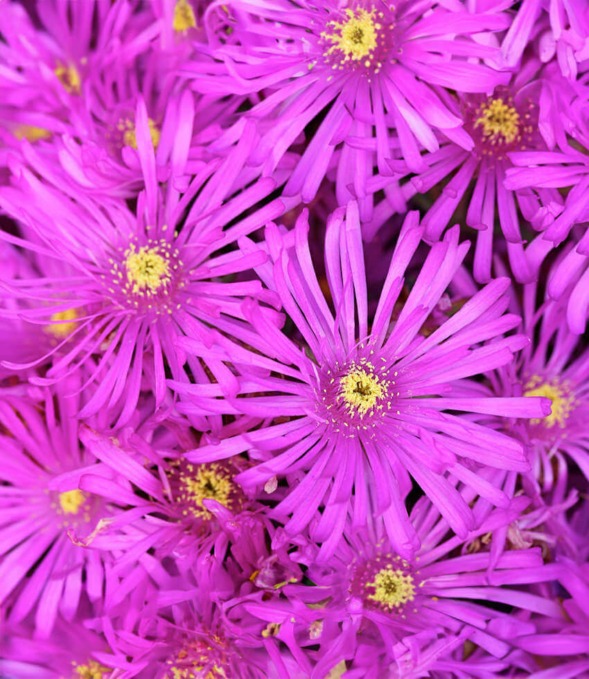 Lampranthus Sp. - Pink Kaboom Annie's Annuals