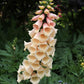Digitalis Purpurea - Dalmatian Peach Grow Organic