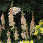 Digitalis Purpurea - Dalmatian Peach Grow Organic