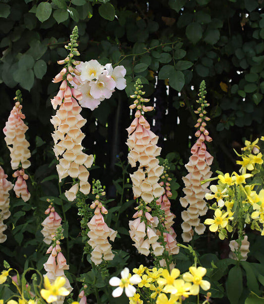 Digitalis Purpurea - Dalmatian Peach Grow Organic