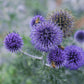 Echinops Ritro Ruthenicus Grow Organic