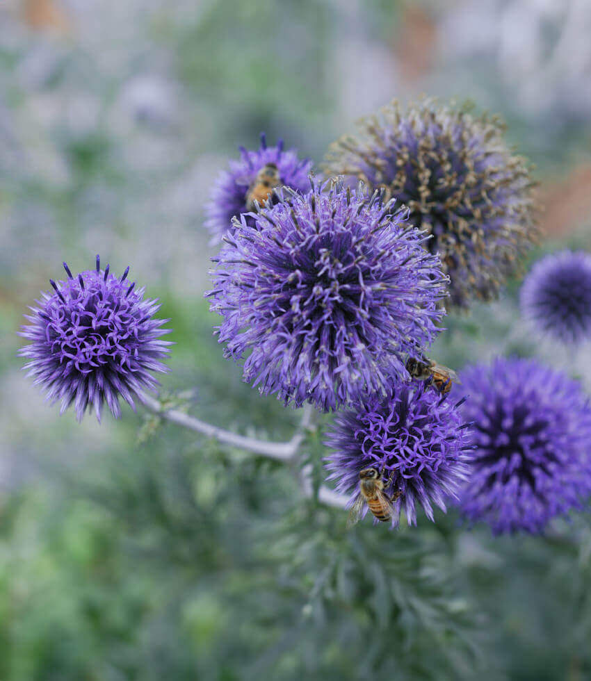 Echinops Ritro Ruthenicus Grow Organic